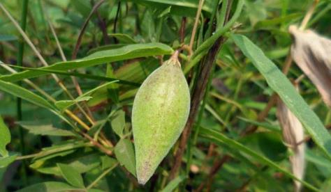 中藥地稍瓜減肥瘦身！