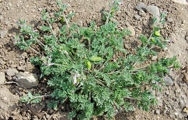 中藥地丁草的圖片形態(tài)及其功效與作用! 地丁草的用法用量