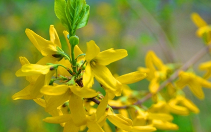 中藥方劑防風羌活湯的藥材介紹以及功能主治! 中藥連翹