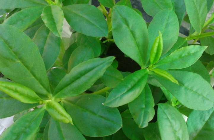 土人參葉的功效與作用