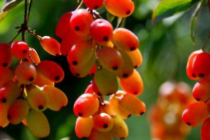 中藥三顆針的臨床應(yīng)用及其植物形態(tài)! 三顆針