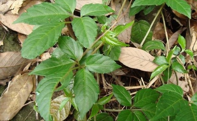 中藥獨(dú)腳柑的圖片別名及其功效與作用! 獨(dú)腳柑的原植物形態(tài)