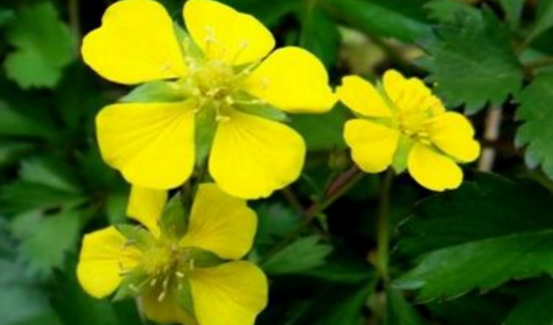 五爪風(fēng)作用