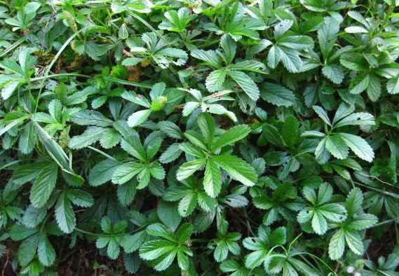 五爪風(fēng)圖片