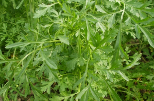 中藥獨(dú)行菜的圖片特征及其功效與作用! 獨(dú)行菜的應(yīng)用