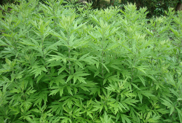 艾葉泡腳的功效與作用