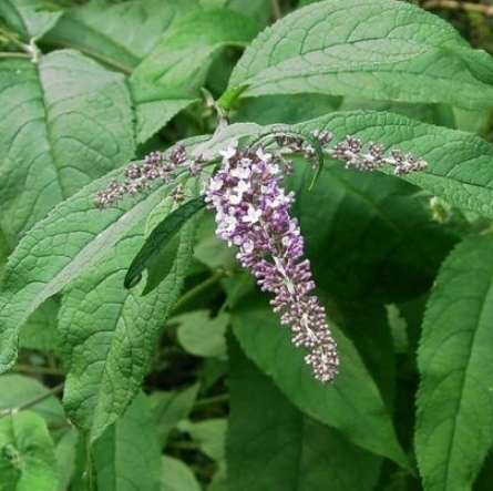 中藥毒魚(yú)藤的圖片形態(tài)及