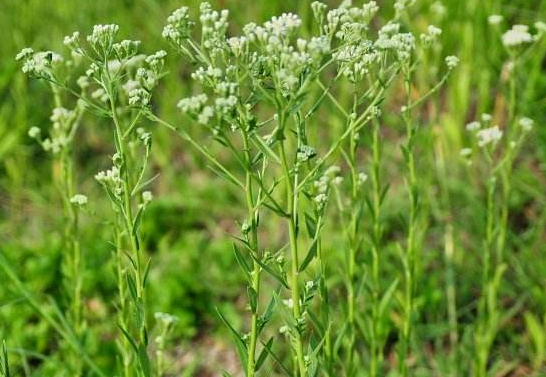 女菀的形態(tài)