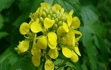 中藥方劑返魂丹的配方組成及功效與作用! 中藥白芥子