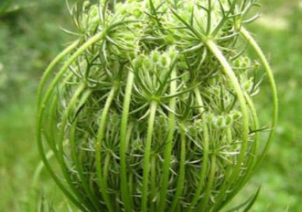 中藥方劑蜂房湯的名家論述及功效作用! 蛇床子