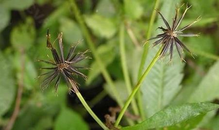 狼把草的主要價值應(yīng)用！