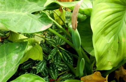 從中醫(yī)角度了解千年健的功效與作用以及附方應(yīng)用! 千年健