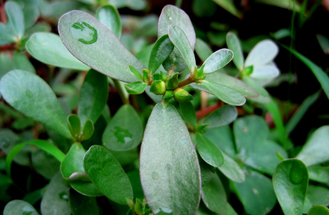 古裝宮斗戲中的墮胎“神藥”除了碎骨子以外還有哪些呢? 馬齒莧的圖片