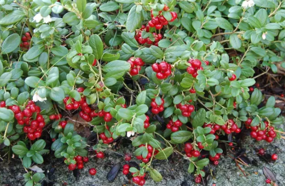 越橘果的功效與作用