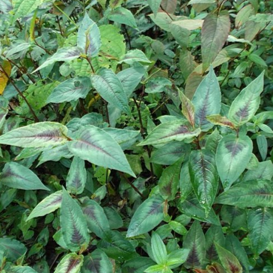 中藥赤脛散的圖片別名及