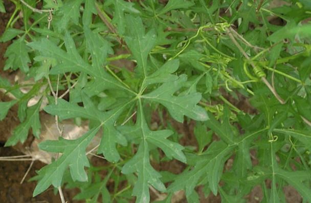 雪山一支蒿中毒的原因