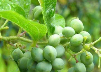 中藥方劑防己丸的配方組成以及功能主治! 中藥防己