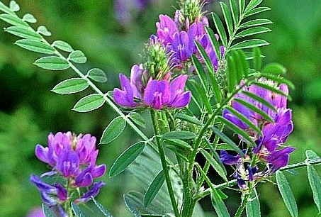 中藥方劑覆盆子散的用法用量成及功效作用! 中藥黃耆