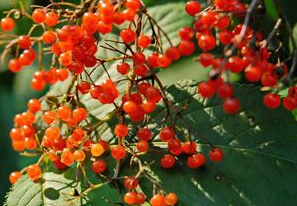 從中醫(yī)角度了解血滿草的附方應(yīng)用以及臨床應(yīng)用! 血滿草