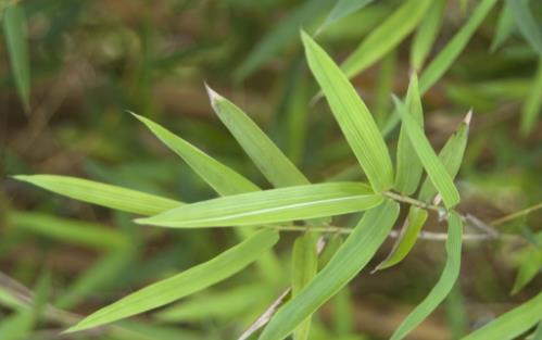 中草藥碎骨子植物形態(tài)！