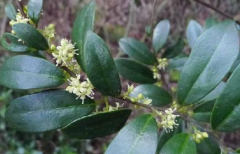 酸藤木的原植物形態(tài)