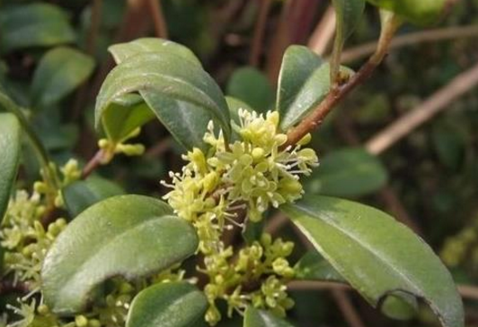 酸藤木的生物學(xué)特性