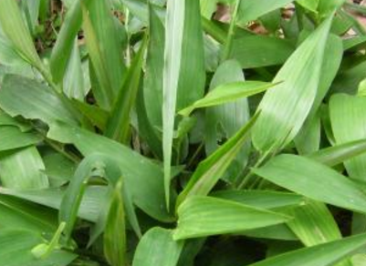 從中醫(yī)角度了解碎骨子的植物形態(tài)以及附方應(yīng)用! 碎骨子