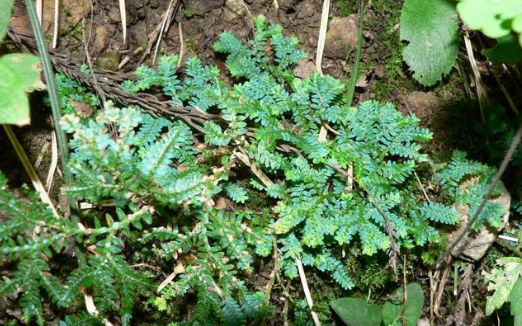 地柏葉的應(yīng)用