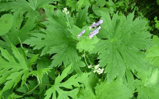 雪山一支高功能主治！