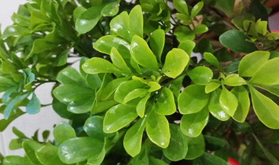 中藥紫油木為什么葉子總是掉 ,該怎么養(yǎng)?紫油木葉的功效 紫油木葉的圖片