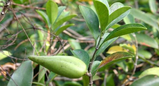 中藥武靴藤的功能主治、副作用及其圖片形態(tài)!