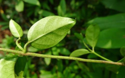武靴藤圖片展示！