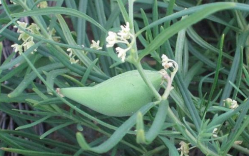 地梢瓜的藥用價(jià)值