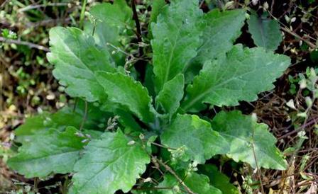 中藥女菀功能主治及其圖片形態(tài)!!! 女菀功能主治!