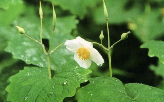 中藥倒掛牛的圖片形態(tài)及其藥用價(jià)值與禁忌! 倒掛牛的藥用價(jià)值