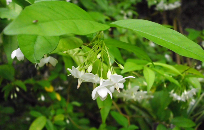 中藥倒吊筆葉的圖片特征及其功效與作用! 倒吊筆葉的功效與作用