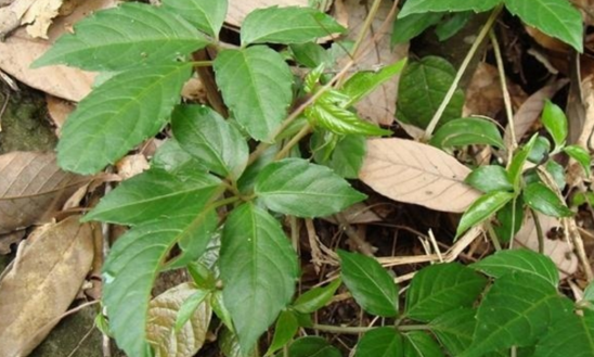 獨(dú)腳柑的圖片