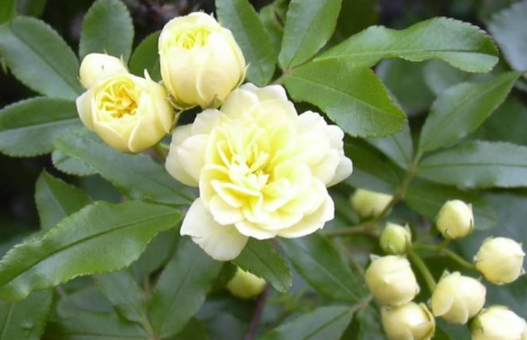 中藥方劑肥白丸的藥材介紹以及功能主治! 中藥木香