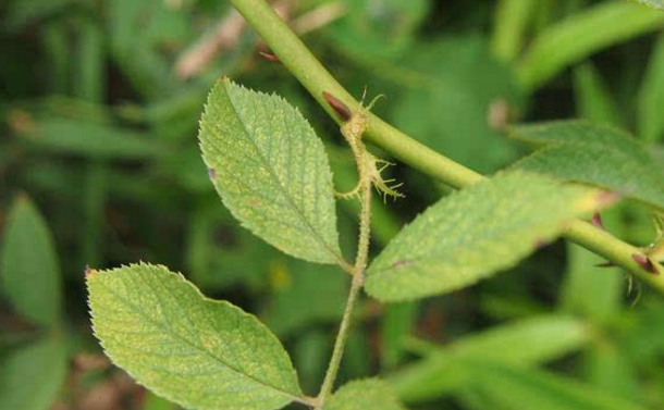 倒鉤刺的功效與作用