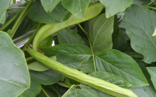 中藥刀豆殼的圖片特征及其功效與作用! 刀豆殼的功效與作用