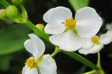 中藥方劑馮了性風(fēng)濕跌打藥酒的配方組成以及藥材介紹! 中藥澤瀉