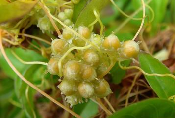 中藥方劑固陰煎的方劑方劑方劑制法及功能主治! 中藥菟絲子