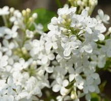 中藥方劑馮了性風(fēng)濕跌打藥酒的配方組成以及藥材介紹!