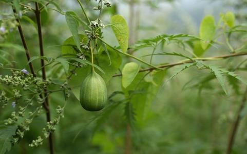 地梢瓜治療氣血虧虛的方法！