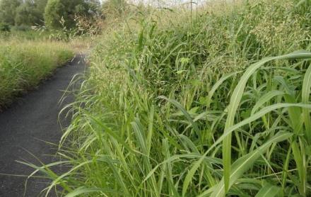 中醫(yī)巧用野高粱治療風(fēng)濕疼痛的方法及其野高粱圖片形態(tài)!!! 野高粱圖片!