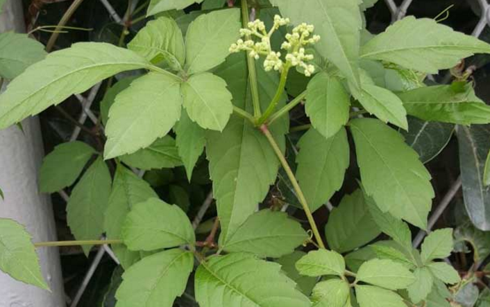 五爪龍的藥用價值