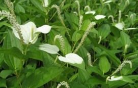 竹葉參圖片以及它的附方應(yīng)用! 竹葉參圖片