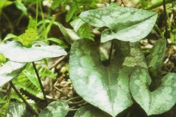 中藥方劑鬼箭羽湯的配方組成以及藥材介紹! 細辛