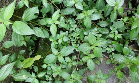 中藥糯米藤外用治療刀槍傷方法及其糯米藤圖片展示!!! 糯米藤功能主治!