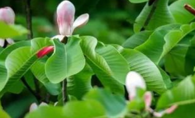 中藥方劑顧母理臟湯的功能主治以及用法用量! 中藥厚樸